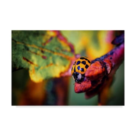 Pixie Pics 'Ladybird' Canvas Art,30x47